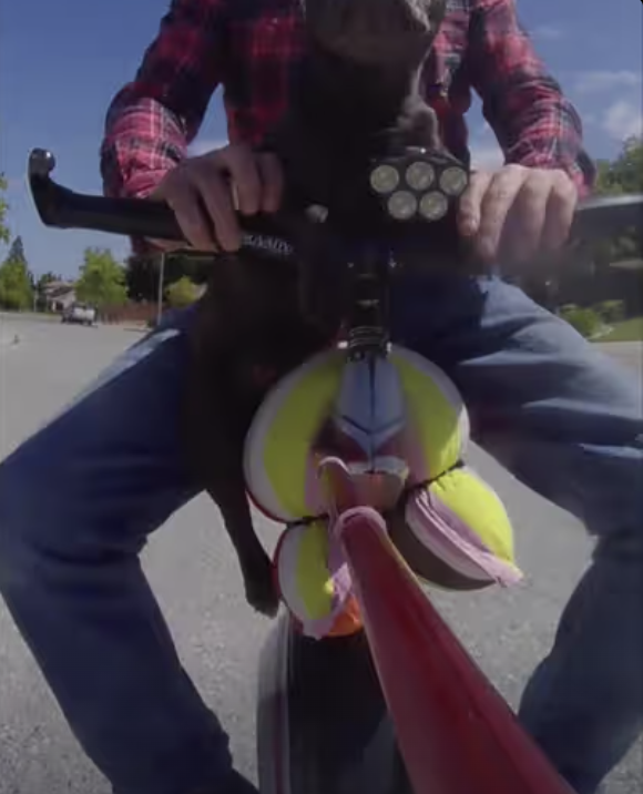 Frenchie Riding Solo Wheel !